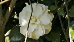 Gardenia jasminoides