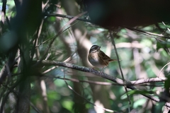 Emberiza tristrami