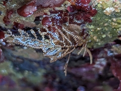 Abietinaria