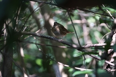 Emberiza tristrami