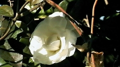 Gardenia jasminoides