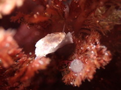 Crepipatella lingulata