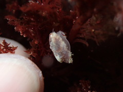 Crepipatella lingulata