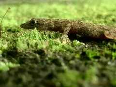 Cnemaspis kandiana