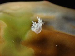 Dendronotus