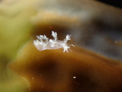 Dendronotus
