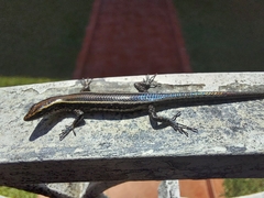 Cryptoblepharus pulcher