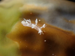 Dendronotus