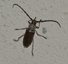 Gnaphalodes trachyderoides