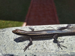 Cryptoblepharus pulcher