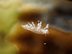 Dendronotus