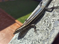Cryptoblepharus pulcher