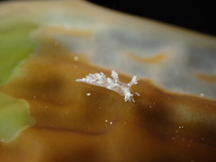 Dendronotus