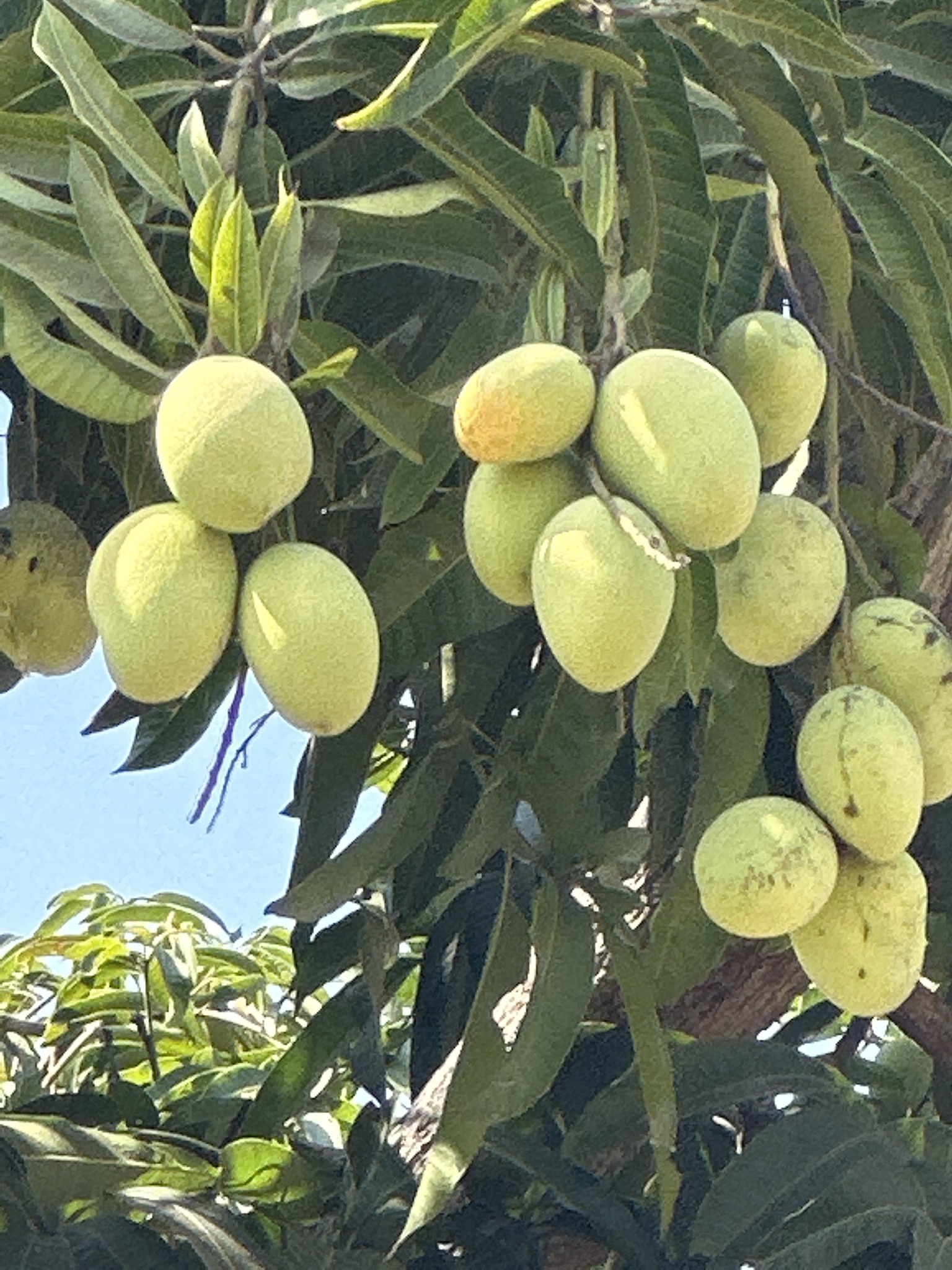 Mangifera indica L.