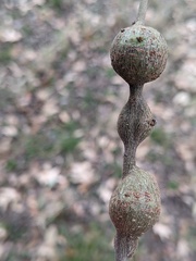 Callirhytis quercusbatatoides