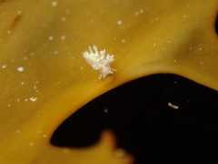 Dendronotus