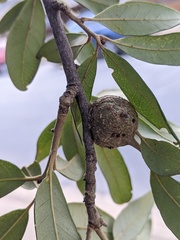 Callirhytis quercusbatatoides