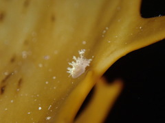 Dendronotus