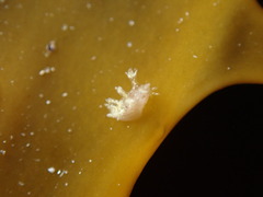 Dendronotus