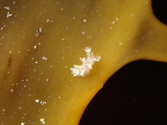 Dendronotus