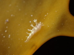 Dendronotus
