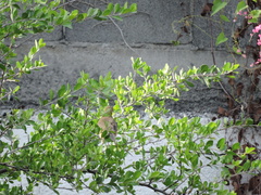 Turdus grayi
