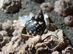 Littorina scutulata