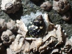 Littorina scutulata