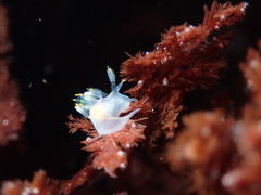 Ancula gibbosa