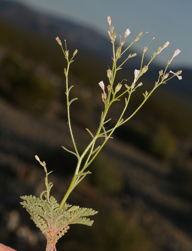 Aliciella hutchinsifolia