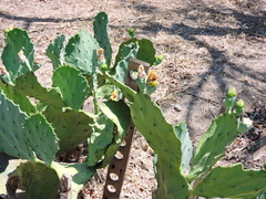 Opuntia gomei
