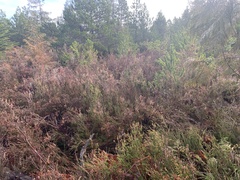 Calluna vulgaris