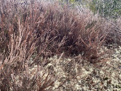 Calluna vulgaris