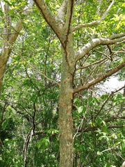 Burseraceae