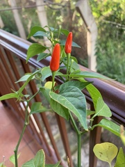 Capsicum frutescens