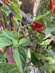 Capsicum frutescens
