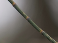 Allocasuarina fraseriana