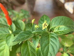 Capsicum frutescens