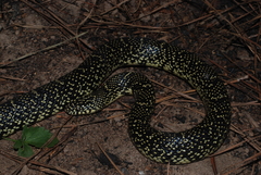 Lampropeltis nigra