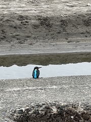 Alcedo atthis bengalensis