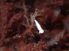 Aegires albopunctatus