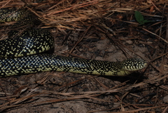 Lampropeltis nigra