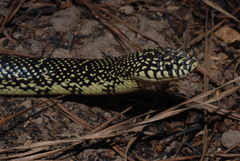 Lampropeltis nigra
