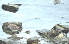 Calidris fuscicollis