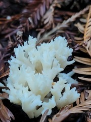 Clavulina coralloides