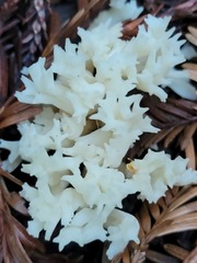Clavulina coralloides