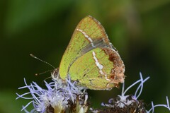 Chlorostrymon simaethis