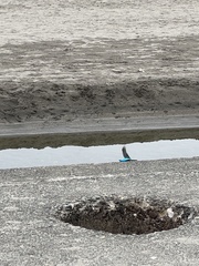 Alcedo atthis bengalensis