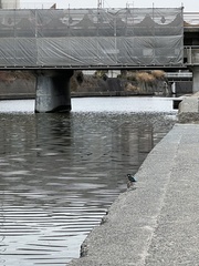 Alcedo atthis bengalensis