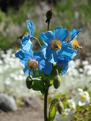 Meconopsis betonicifolia